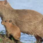 Greater Capybara in South America